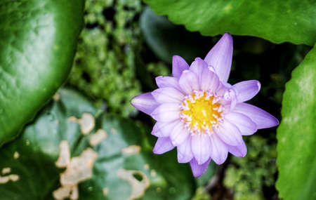 Purple lotus flower with green leaf in pondの写真素材