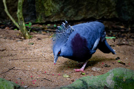 A beautiful and colorful bird in Thailand.の写真素材