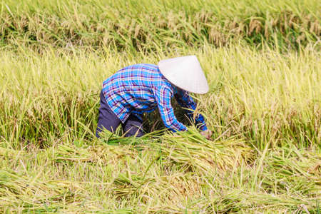 Rice fields at Vietnamの写真素材