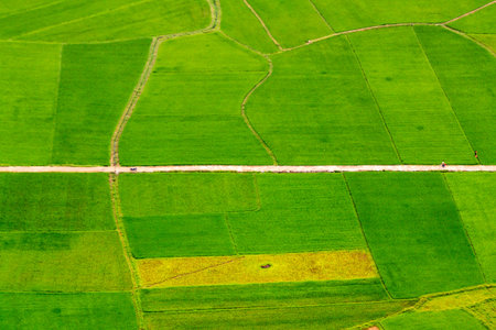 Rice fields at Vietnam