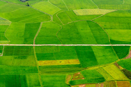 Rice fields at Vietnamの写真素材