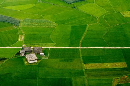 Rice fields at Vietnam