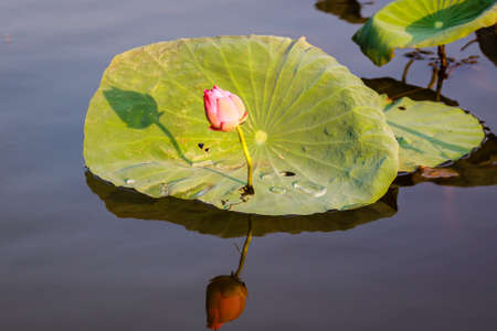 lotus flowerの写真素材