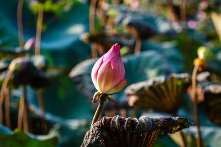 lotus flowerの写真素材