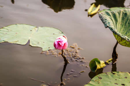 lotus flowerの写真素材
