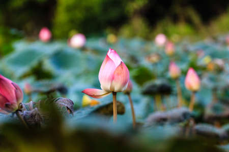 lotus flowerの写真素材