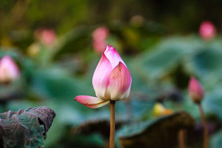 lotus flowerの写真素材