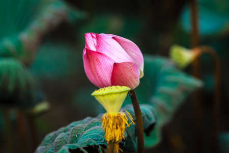 lotus flowerの写真素材