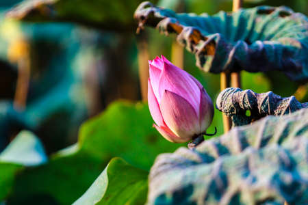 lotus flowerの写真素材