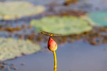 lotus flowerの写真素材