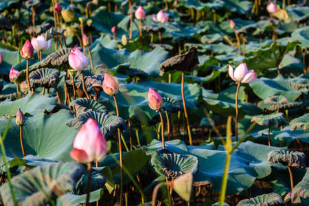 lotus flowerの写真素材