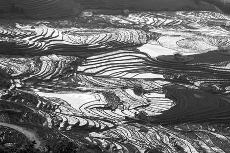 Rice fields in north Vietnamの写真素材