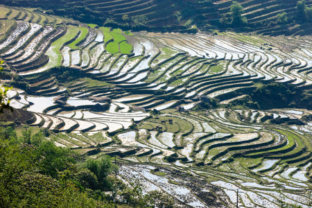 Rice fields in north Vietnamの写真素材