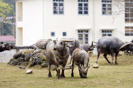 A Big buffalo at Ha Giang province, Vietnamの写真素材