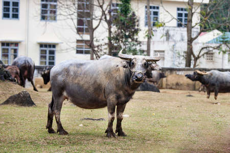 A Big buffalo at Ha Giang province, Vietnamの写真素材