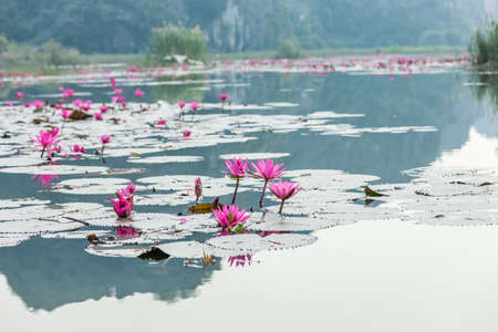 lotus flowerの写真素材