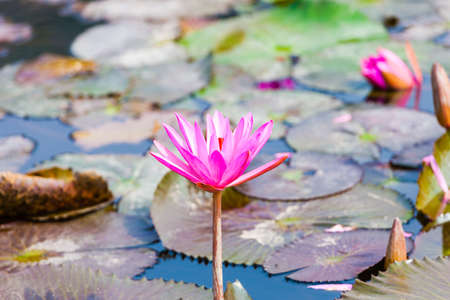 lotus flowerの写真素材