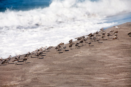 Dunlins on the beach