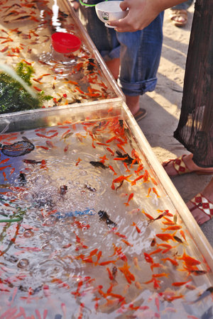 Game of catching goldfishes