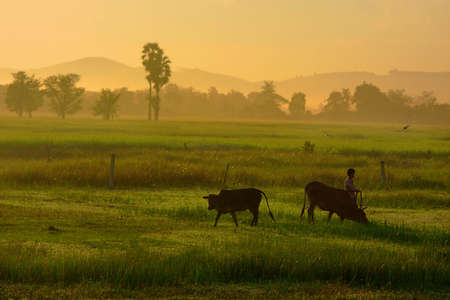 woman with her cowsの写真素材