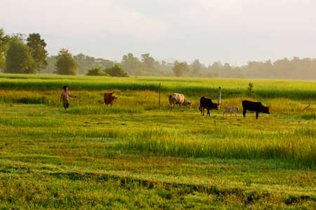woman with her cowsの写真素材