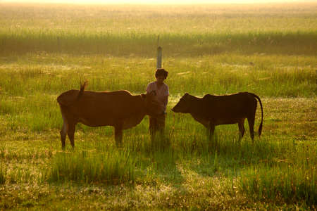 woman with her cowsの写真素材