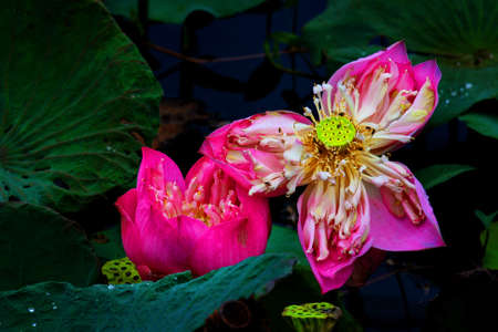 different loteusの写真素材