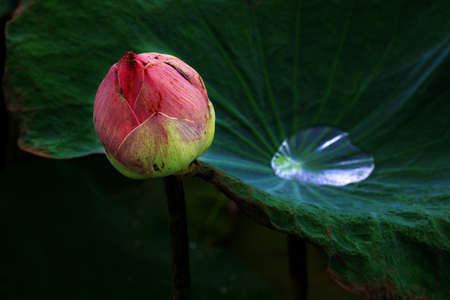 Lotusの写真素材