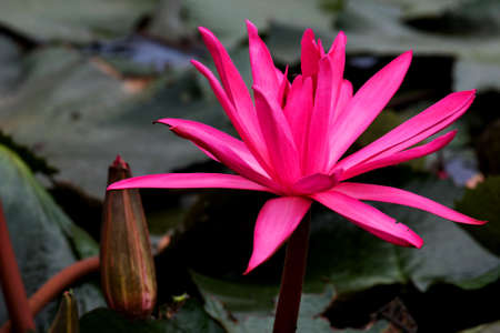 Lotusの写真素材