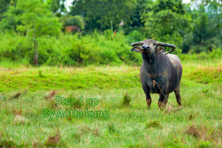 standing Buffalo の写真素材