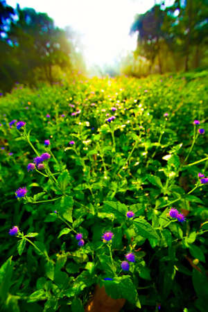 Fresh flower on the morningの素材