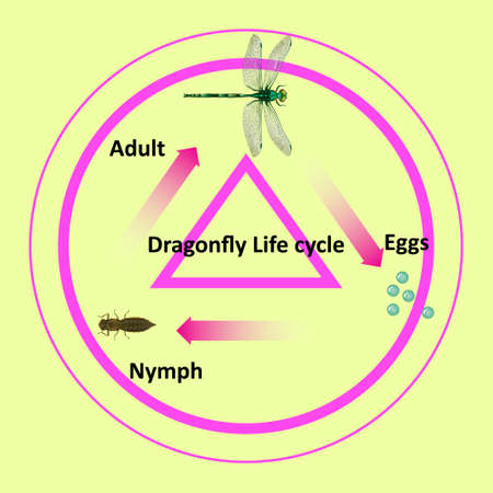 The life cycle of a dragonfly. For use in teaching on education. Located in science, biology and agricultural subjects. This file is a vector.のイラスト素材