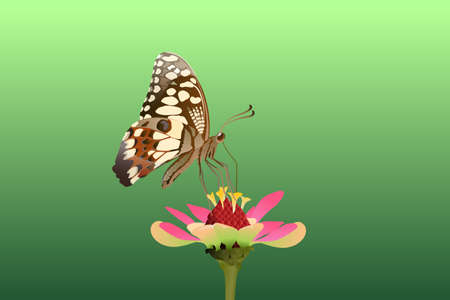 Butterfly on the top side and eating nectar from flowers Vector on a white backgroundのイラスト素材