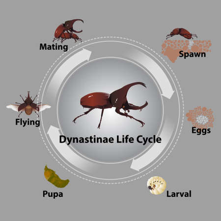 The life cycle of the Dynastinae is breed, creating a tribe to exist.のイラスト素材