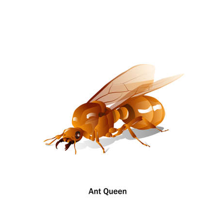 Ants Queen vector with wings in perspective, on a white background for artist or graphic design.のイラスト素材