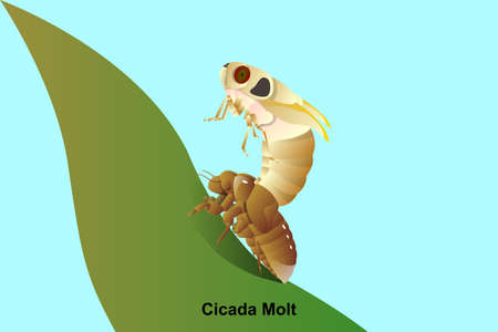 Cicada Molt vector on leaf for education,agricultural,science,Graphic design and art work.のイラスト素材