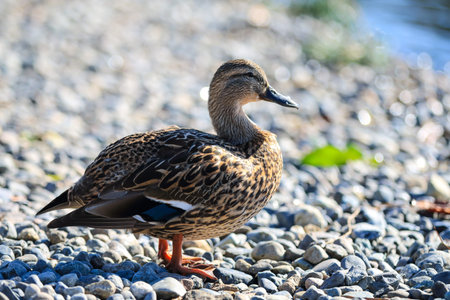 duck standing on the stones near the beach