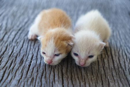 Two cute cats playing together,soft focusの写真素材