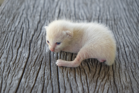Cute little cat on wooden floor,selective and soft focusの写真素材