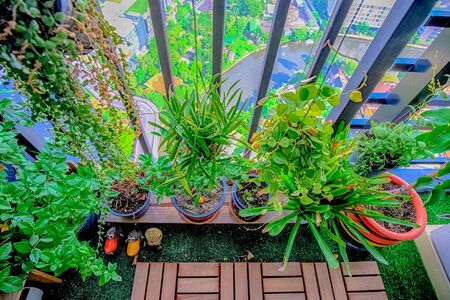 natural plants in the hanging pots at balcony gardenの写真素材