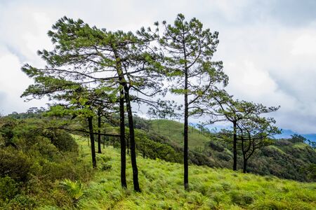 Viewpoint and green fields in the rainy season at Doi Luang Tak, Tak Province,Thailand.の写真素材