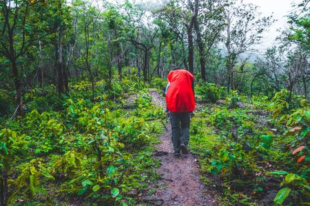Hikers are trekking to the rain forest at Doi Luang Tak,Tak Province,Thailand.の写真素材