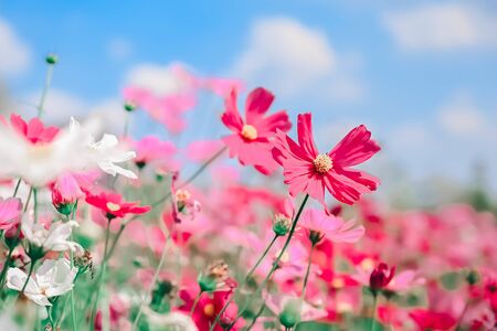Cosmos flowers in the garden, vintage styleの写真素材