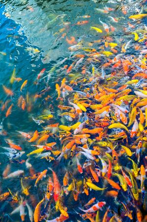 Colorful fancy carp fish, Japan Koi fish swimming in a pondsの写真素材