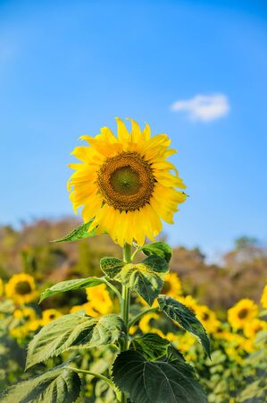 Close-up of sunflower and blue skyの写真素材
