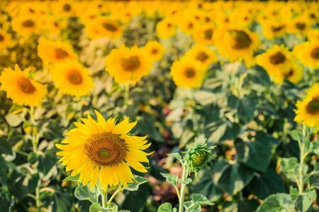 Landscape of sunflower field in the morningの写真素材