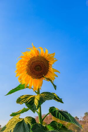 Close-up of sunflower and blue skyの写真素材