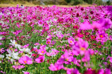 Pink Cosmos Field, Kaeng Khoi District, Saraburi, Thailandの写真素材