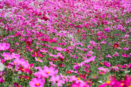 Pink Cosmos Field, Kaeng Khoi District, Saraburi, Thailandの写真素材