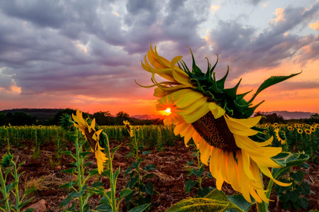 Close-up of sunflower in the evening,The sunset in the sunflower field